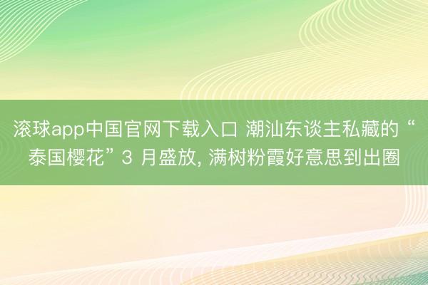 滚球app中国官网下载入口 潮汕东谈主私藏的 “泰国樱花” 3 月盛放， 满树粉霞好意思到出圈