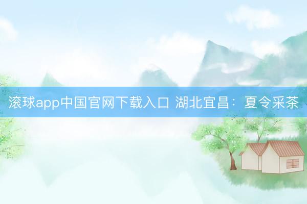 滚球app中国官网下载入口 湖北宜昌：夏令采茶