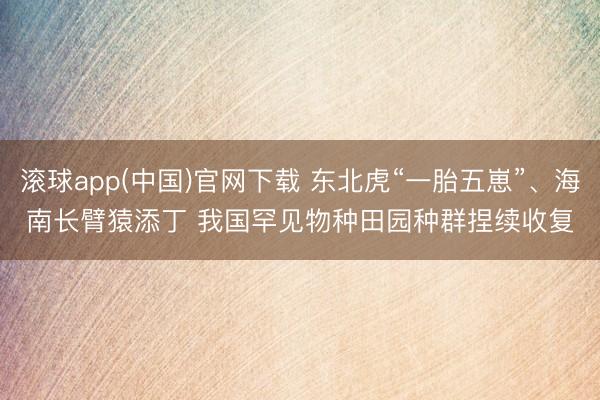 滚球app(中国)官网下载 东北虎“一胎五崽”、海南长臂猿添丁 我国罕见物种田园种群捏续收复